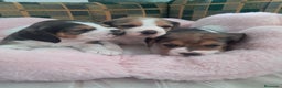 Beagle perros en venta: Bebés Beagles  - Anuncio 3