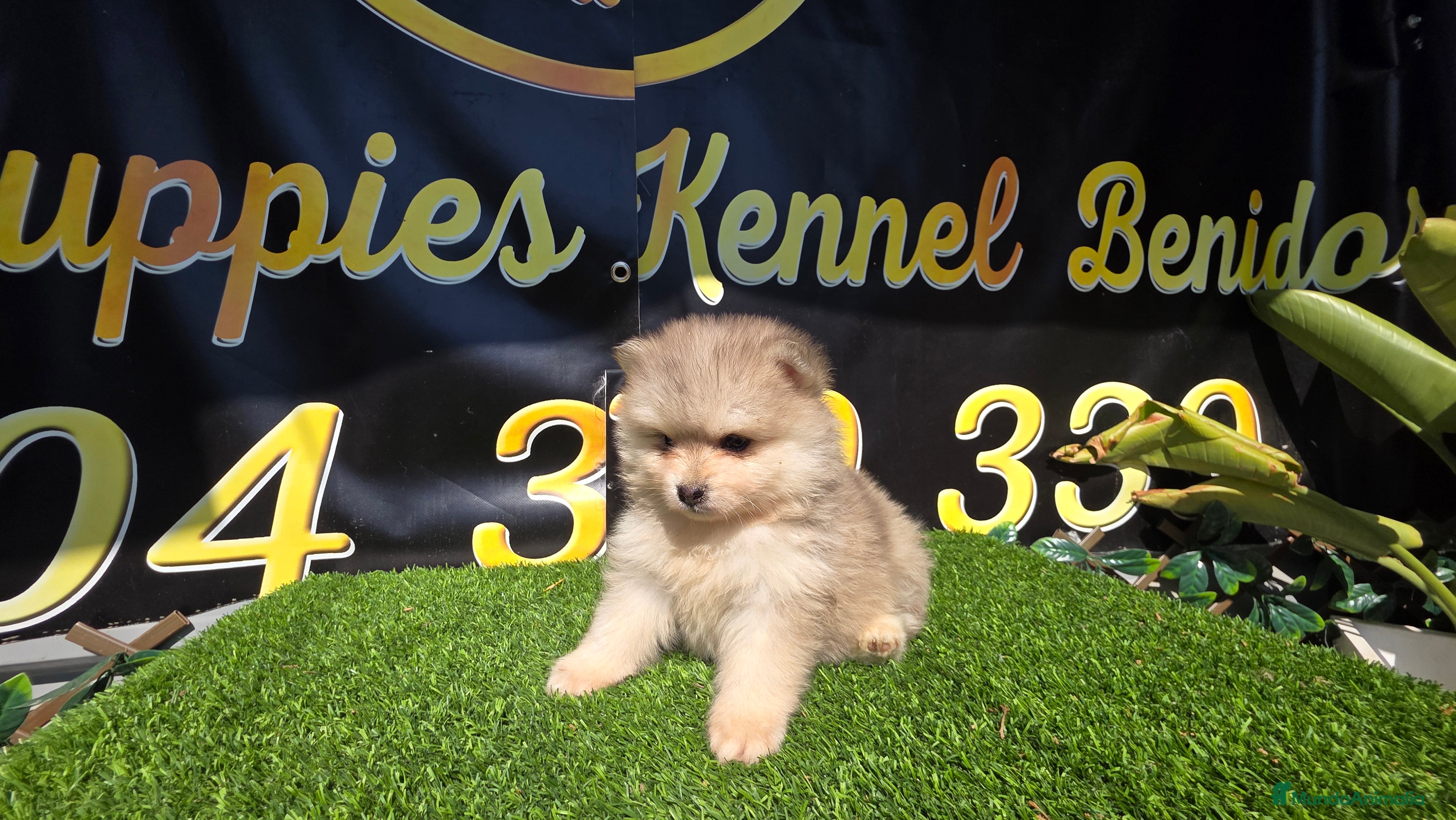 Pomsky perros Pomsky mini blue  - Anuncio 3