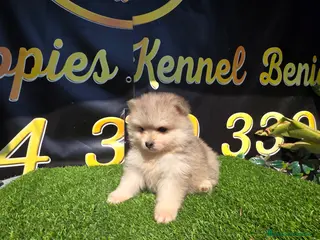 Pomsky perros Pomsky mini blue - Anuncio 3