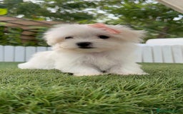Bichón Maltés perros en venta: BICHON MALTES HEMBRA - Imagen 13