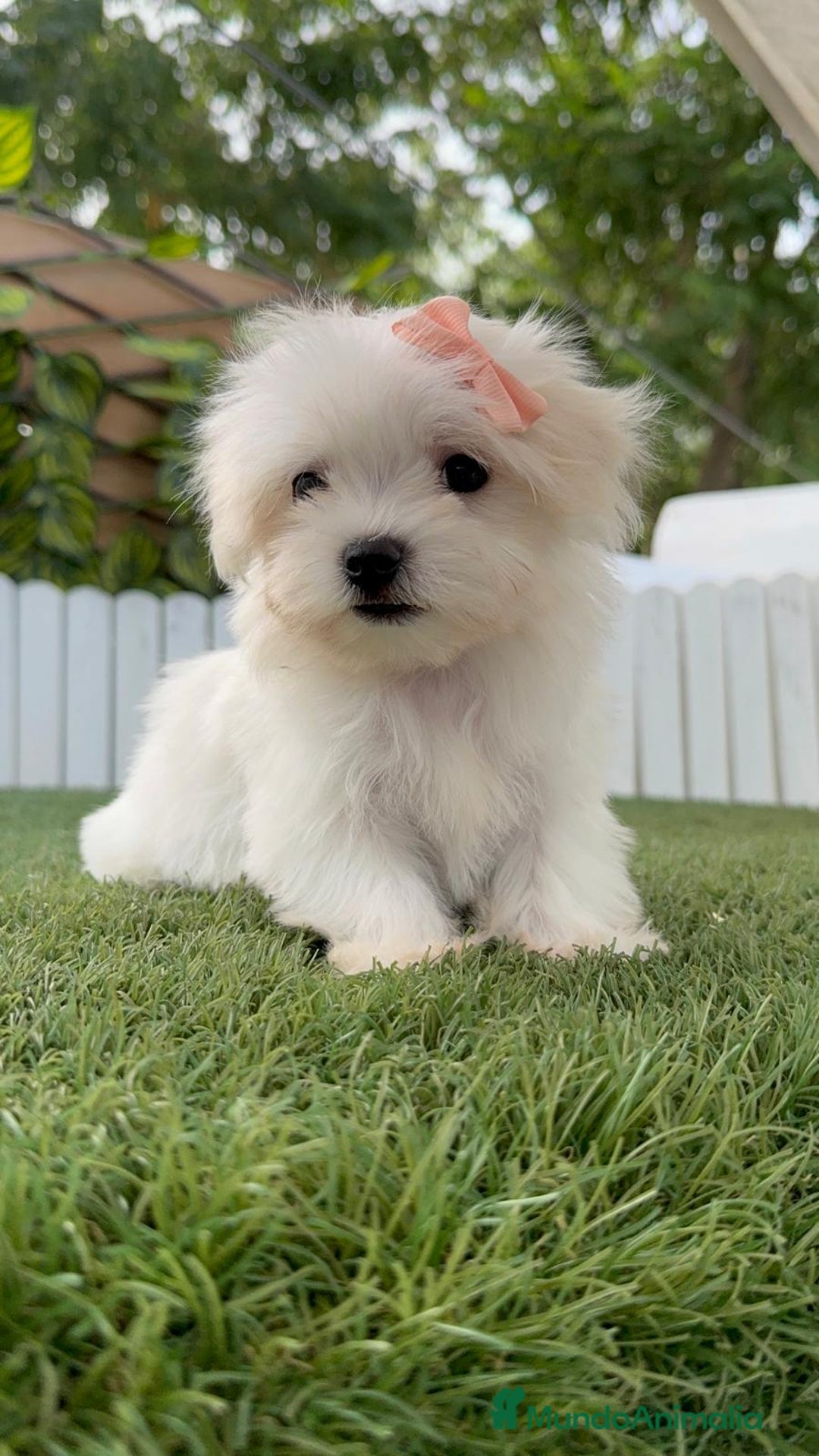 Bichón Maltés perros en venta: BICHON MALTES HEMBRA - Imagen 13