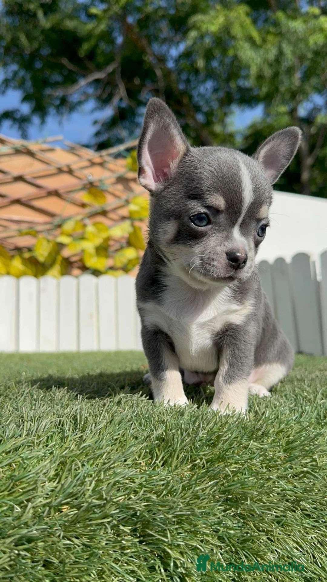 Chihuahua perros en venta: CHIHUAHUA BLUE - Anuncio 2