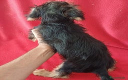 Yorkshire Terrier perros en venta: Yorkshire Terrier Standar  - Imagen 3