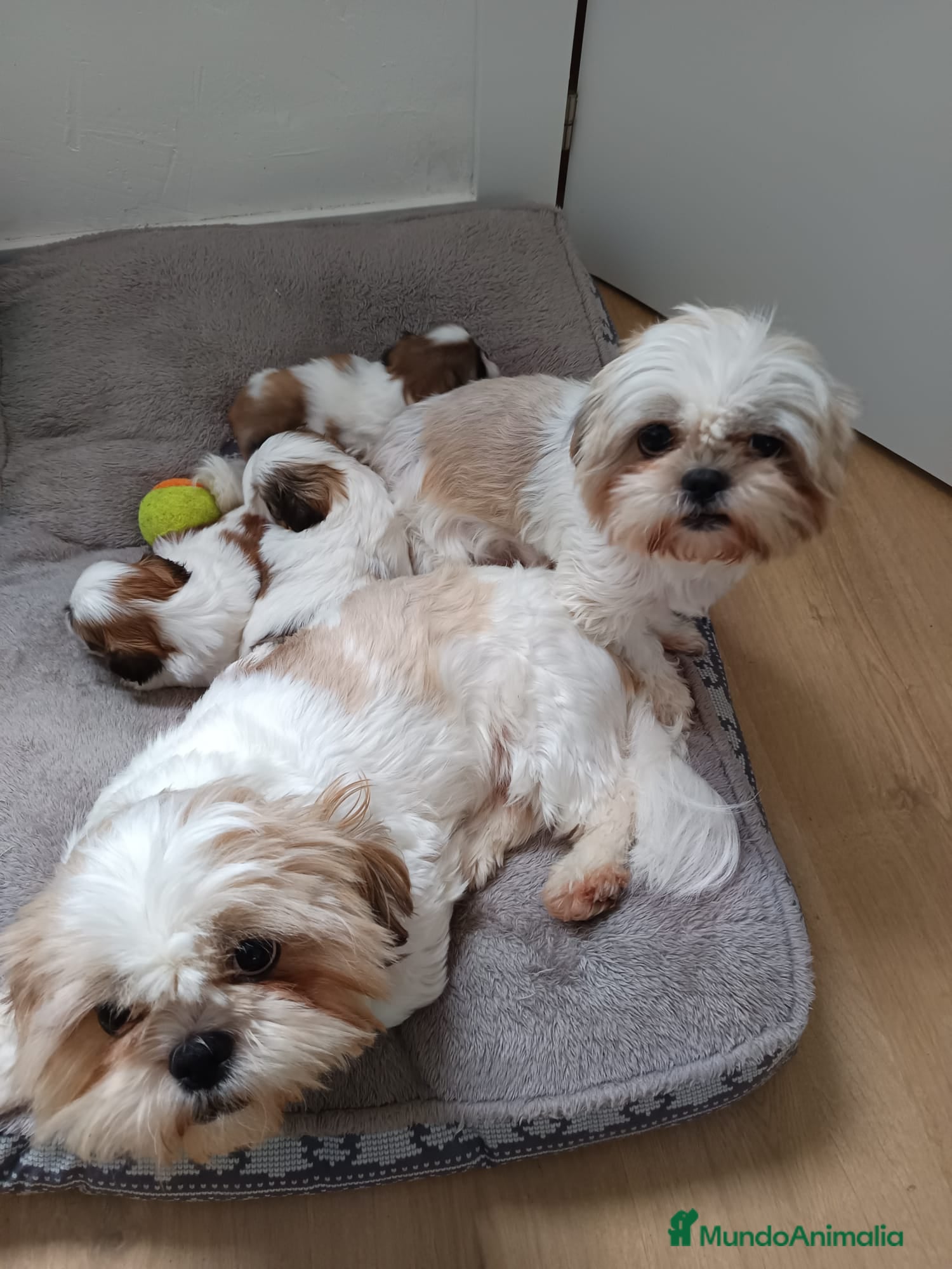 Shih Tzu perros Shih Tzu 641387649 - Anuncio 1