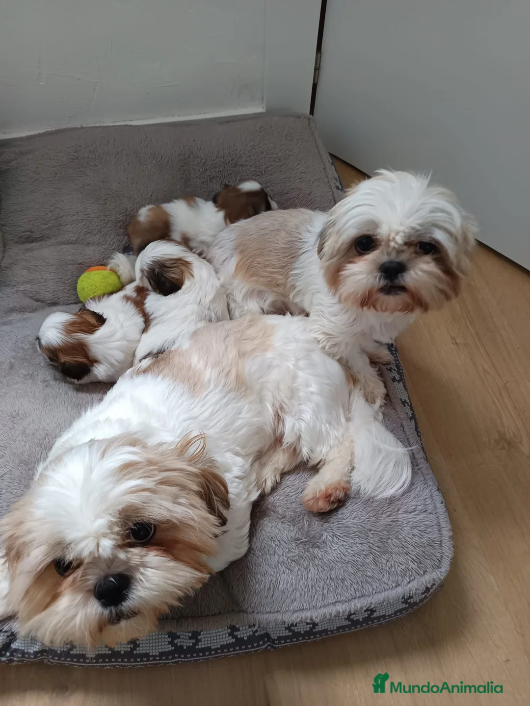 Shih Tzu perros en venta: Shih Tzu 641387649 - Anuncio 1