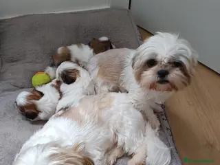 Shih Tzu perros Shih Tzu 641387649 - Anuncio 33