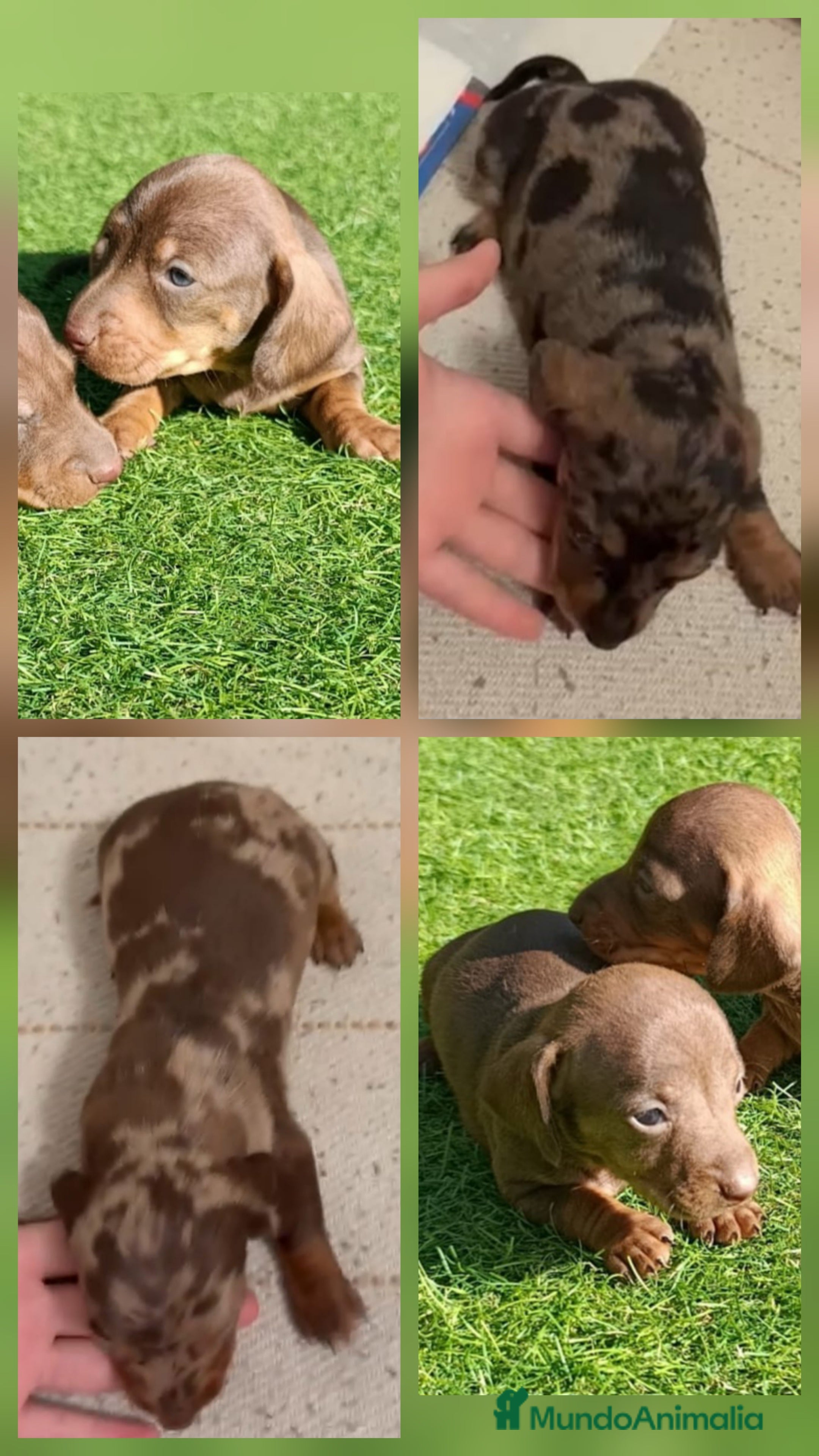 Teckel Miniatura perros Teckels Mini Diferentes Colores - Anuncio 2