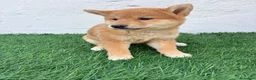 Shiba Inu perros en venta: Shiba Inu - Anuncio 17