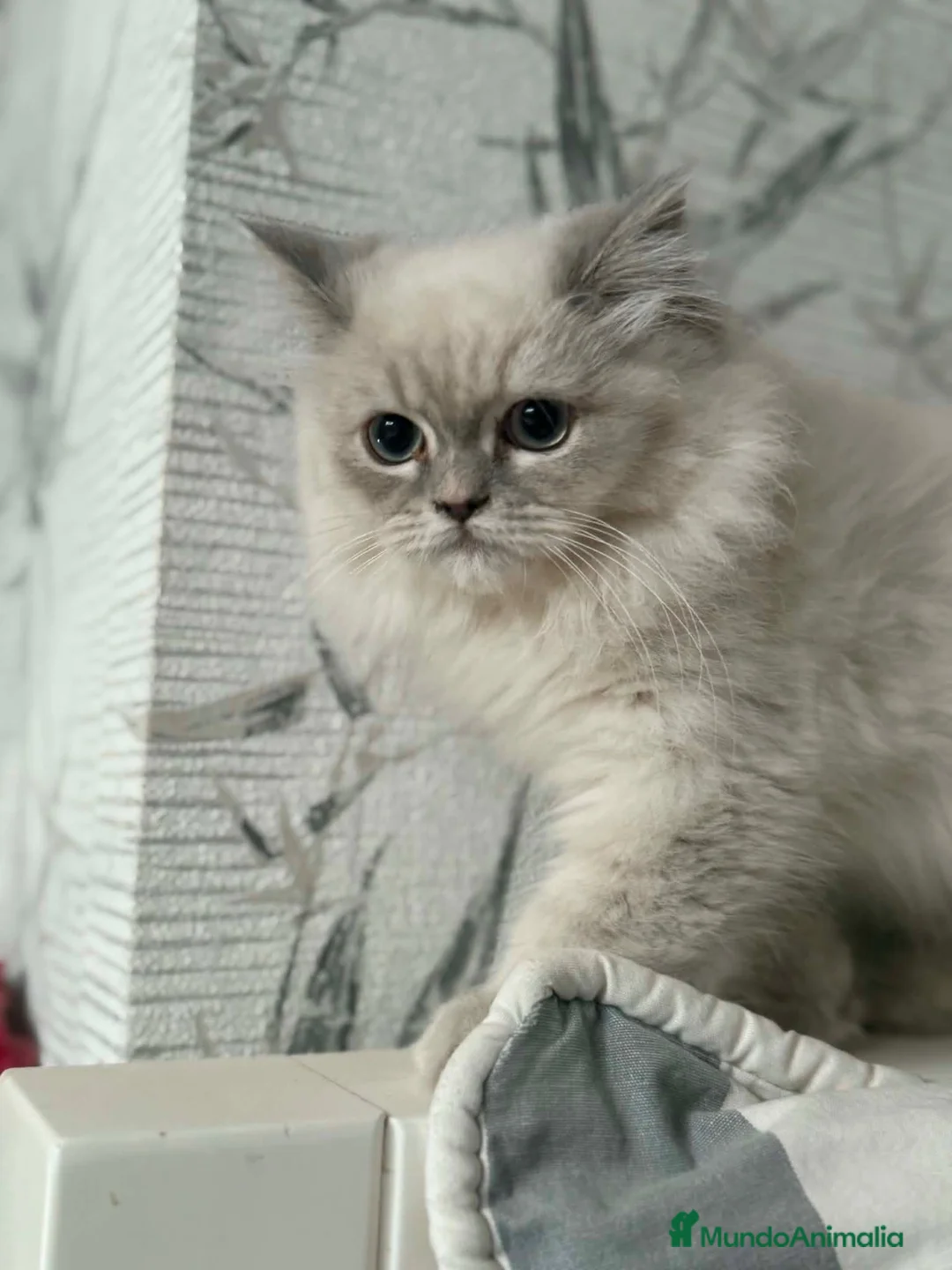 Persa gatos en venta: Persa en Segovia - Anuncio 3