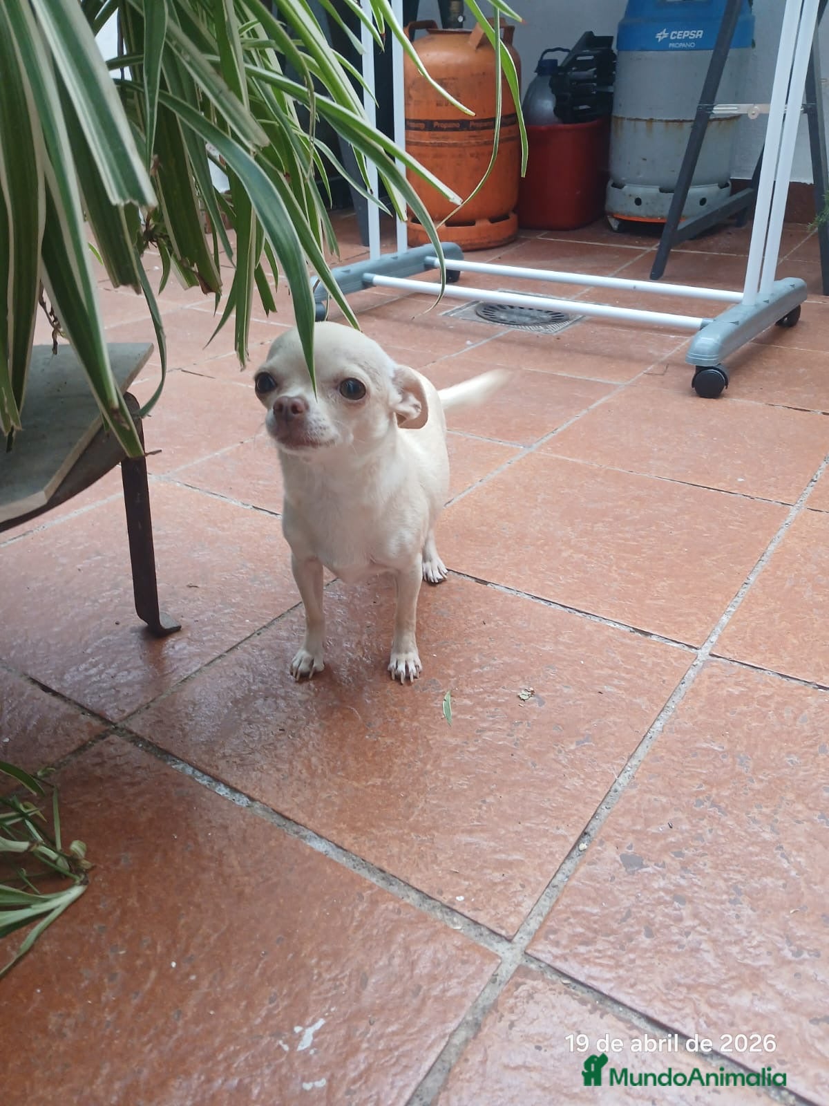 Chihuahua perros Hembra Chihuahua  - Anuncio 1