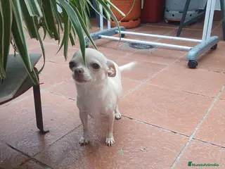 Chihuahua perros Hembra Chihuahua - Anuncio 1
