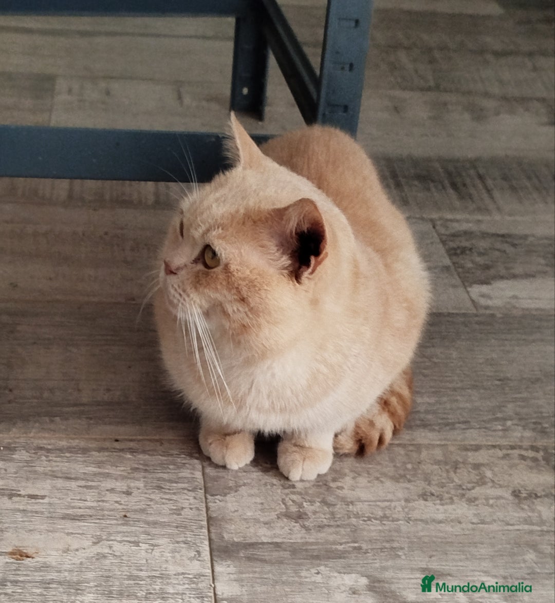 Británico de Pelo Corto gatos en venta: British Shorthair - Imagen 10