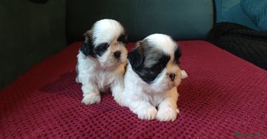 Shih Tzu perros - Propaganda 10