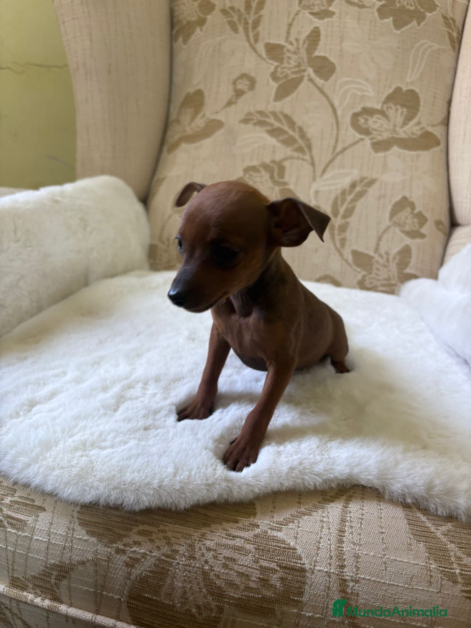 Pinscher Miniatura perros Pinscher Miniatura cachorro hembra  - Anuncio 10