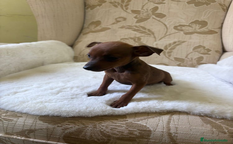 Pinscher Miniatura perros - Anuncio 5