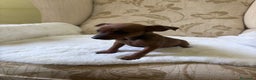 Pinscher Miniatura perros en venta: Pinscher Miniatura cachorro hembra  - Anuncio 1