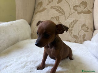 Pinscher Miniatura perros - Anuncio 1