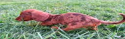 Teckel Miniatura perros en venta: Teckel Kaninchen Merle chocolate - Anuncio 7