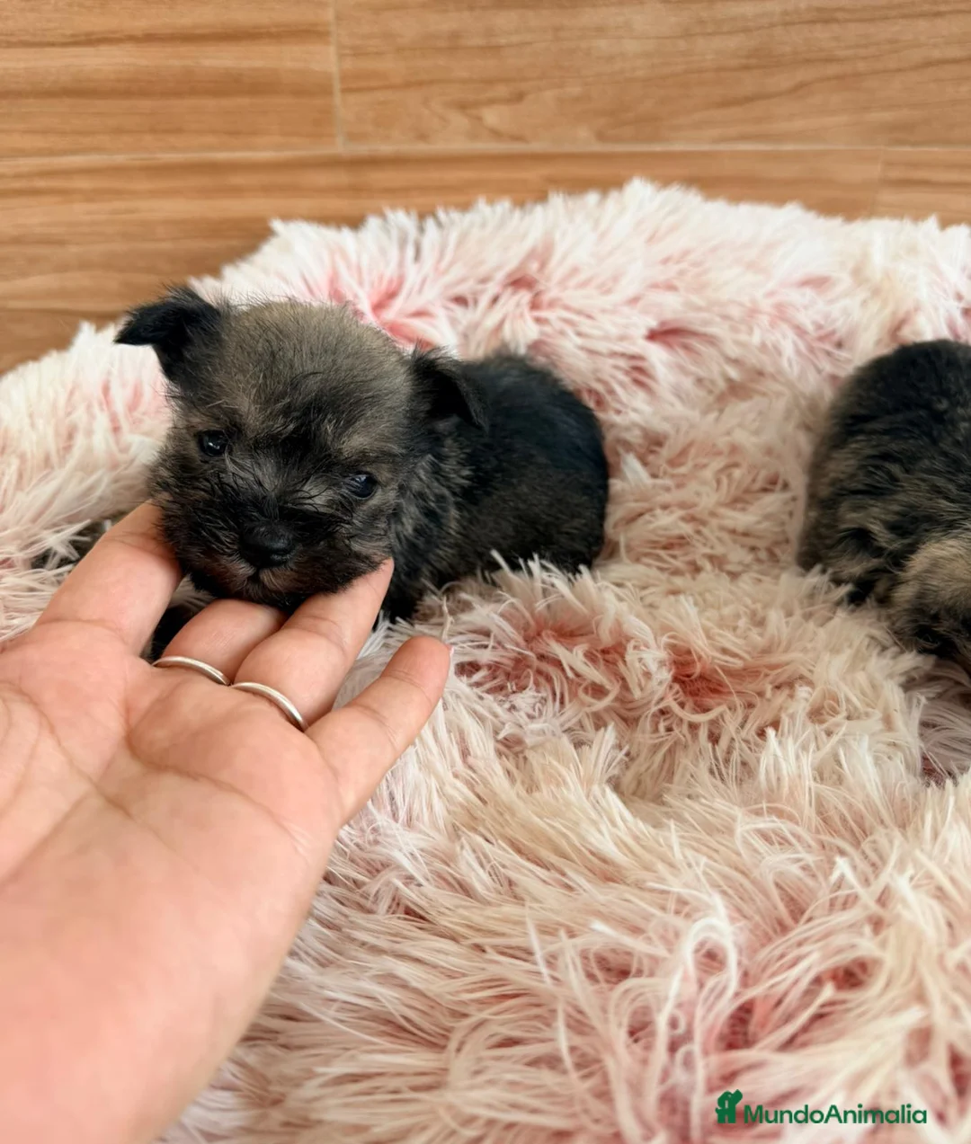 Schnauzer Miniatura perros en venta: Schnauzer mini  - Anuncio 7
