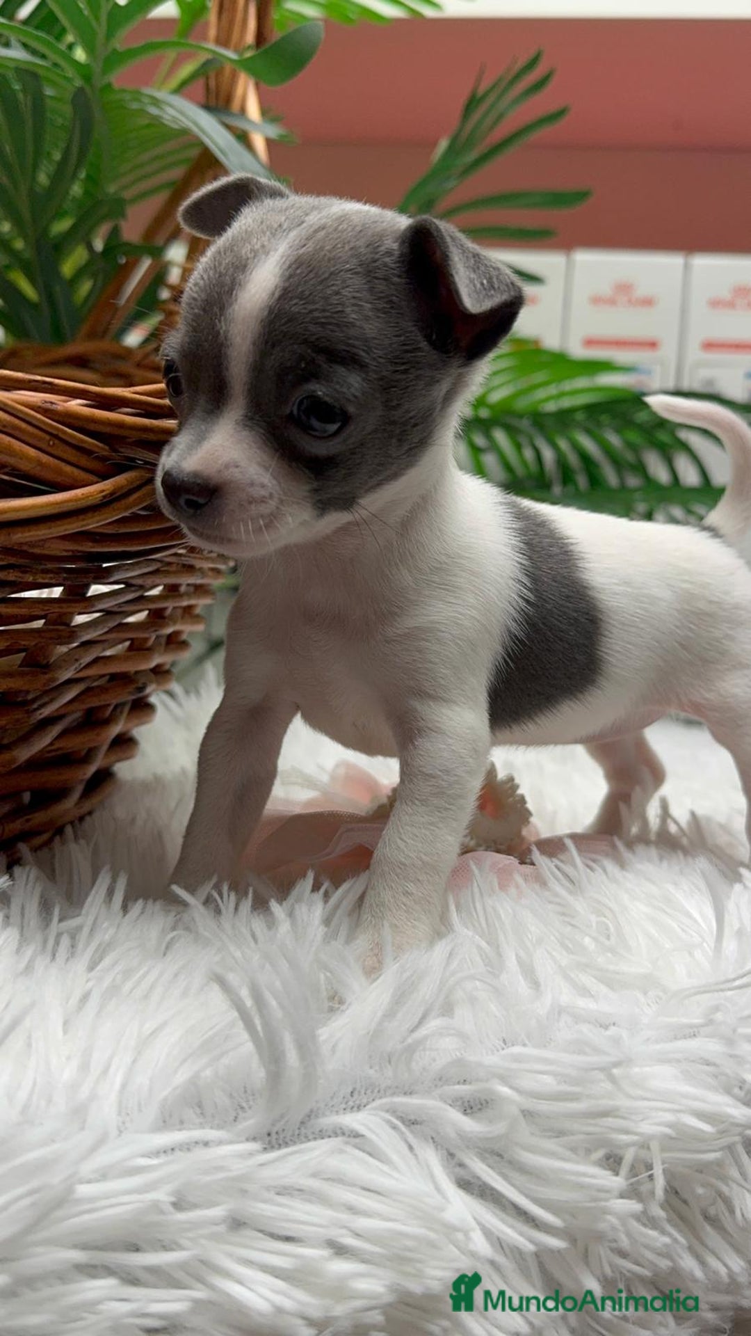 Chihuahua perros en venta: CHIHUAHUA HEMBRA - Anuncio 6