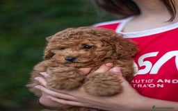 Caniche Toy perros en venta: Caniche toy - Imagen 7