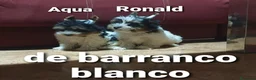 Biewer Yorkshire Terrier a la Pom Pon perros en venta: Biewer con pedigree de la mejor calidad - Anuncio 17