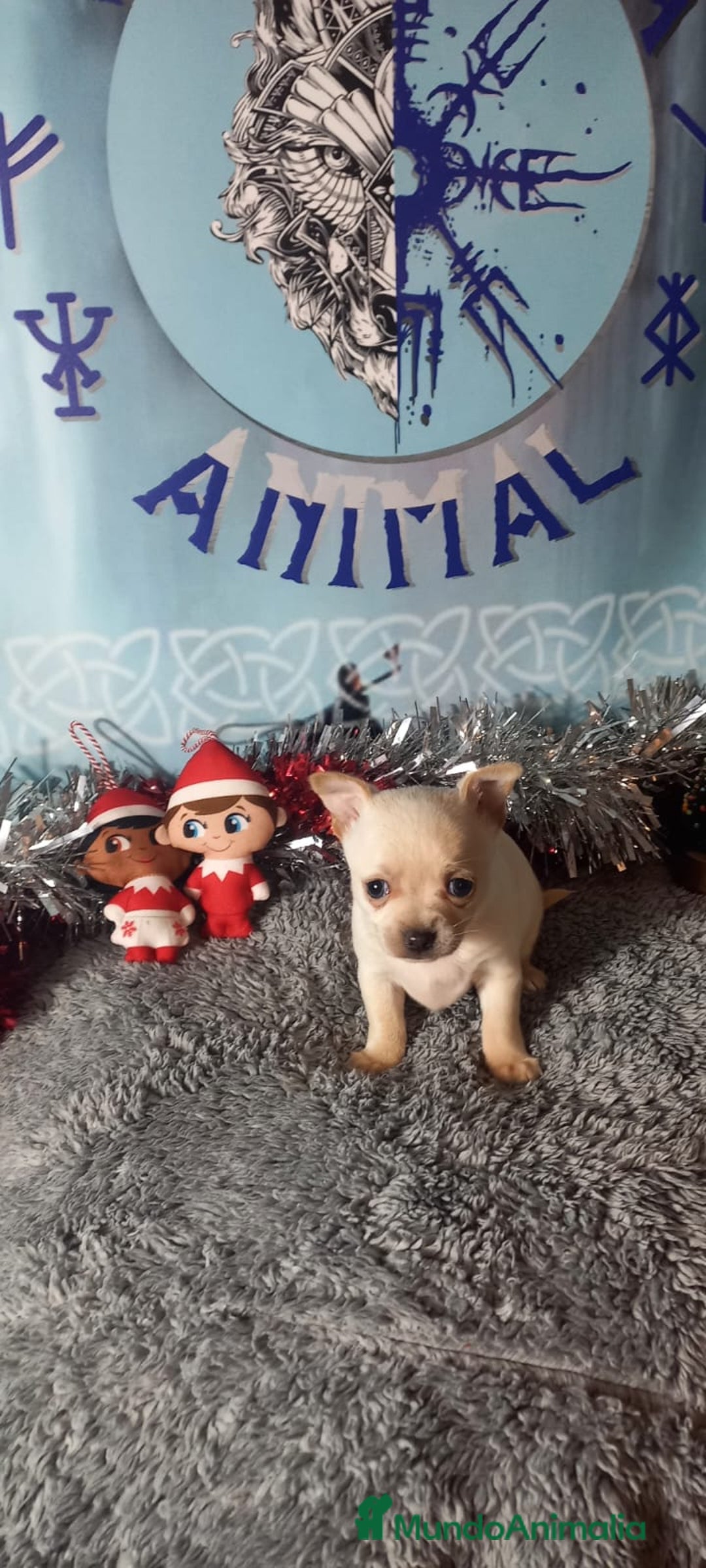 Chihuahua perros en venta: Chihuahua macho para entregar en unos días  - Anuncio 2