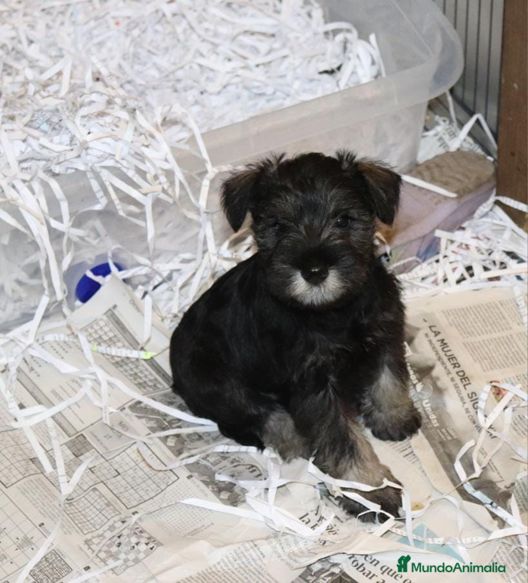 Schnauzer Miniatura perros en venta: Schnauzer miniatura sal y pimienta  - Anuncio 2