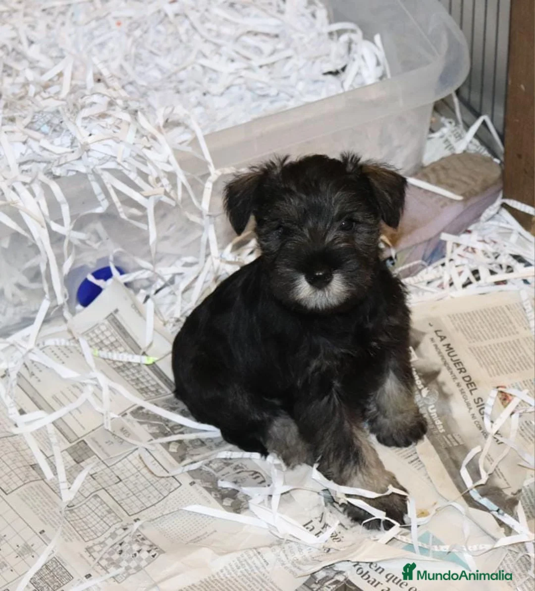 Schnauzer Miniatura perros en venta: Schnauzer miniatura sal y pimienta  - Anuncio 2