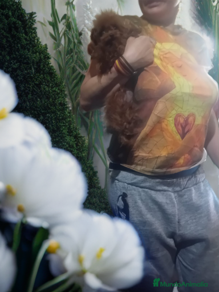 Caniche Toy perros Caniche toy rojo asiatico 50% - Anuncio 3