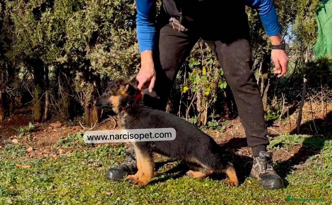 Pastor Alemán perros en venta: PASTOR ALEMAN MANTO NEGRO en Asturias - Anuncio 5