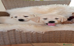 Golden Retriever perros en venta: Camada de Golden Retriever  - Imagen 1