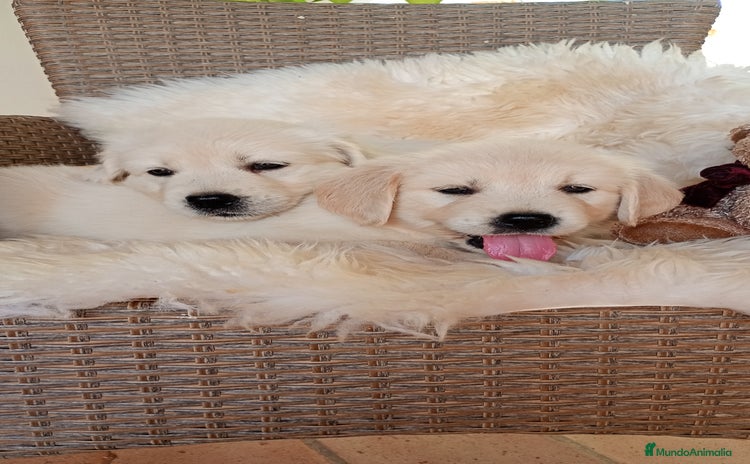 Golden Retriever perros - Anuncio 1