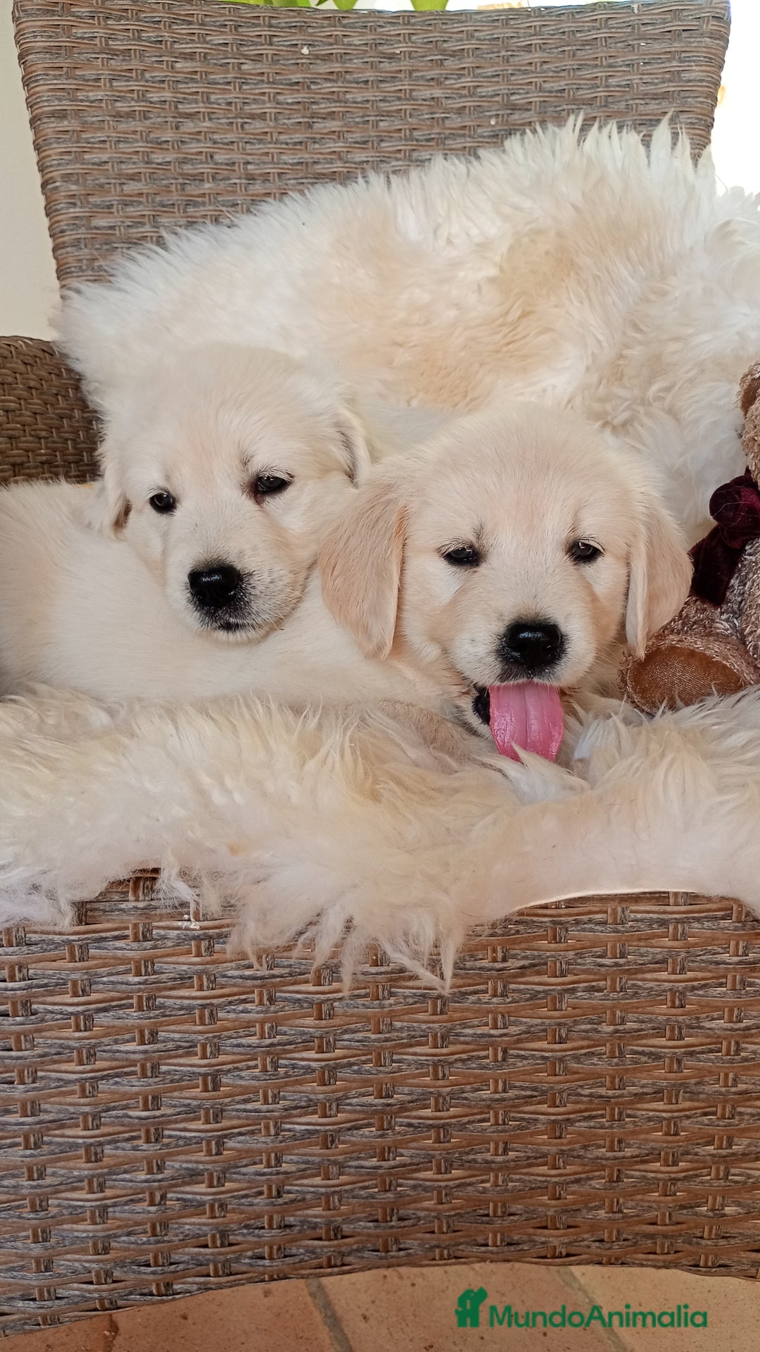 Golden Retriever perros en venta: Camada de Golden Retriever  - Imagen 1