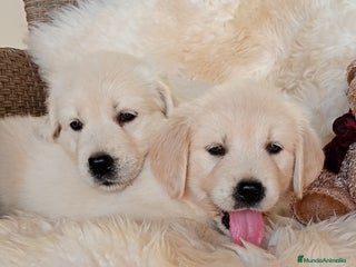 Golden Retriever perros - Anuncio 1