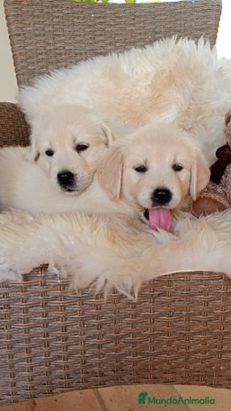 Golden Retriever perros - Anuncio 7