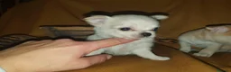 Chihuahua perros en venta: Chihuahuas micro toy máxima calidad - Anuncio 6