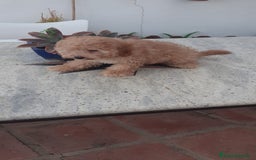 Caniche Toy perros en venta: 📢✨ Encantadores Cachorros Caniche Toy Rojizo 🐩❤️ - Imagen 3