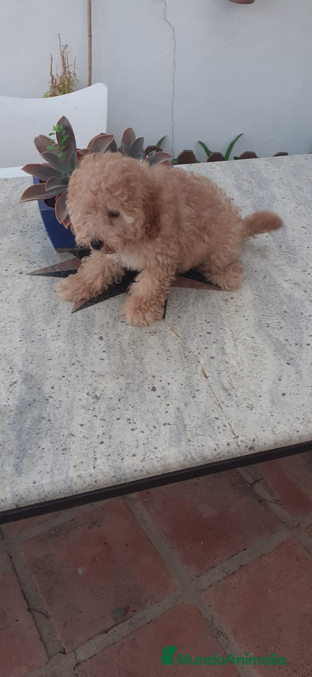 Caniche Toy perros en venta: 📢✨ Encantadores Cachorros Caniche Toy Rojizo 🐩❤️ - Imagen 3