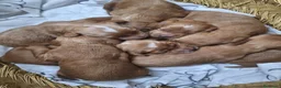 Cockapoo perros en venta: Cockapoo - Anuncio 5