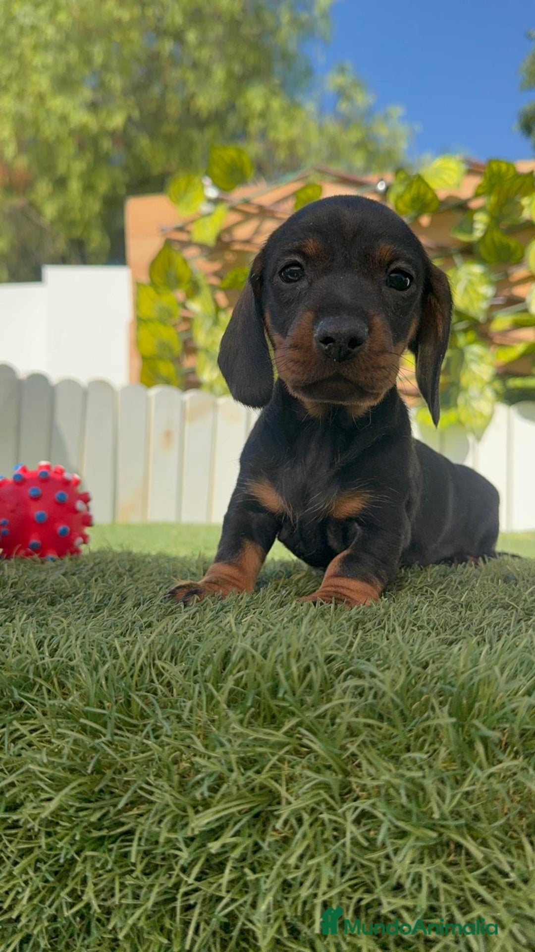 Teckel Miniatura perros en venta: TECKELL MINIATURA MACHO - Imagen 9