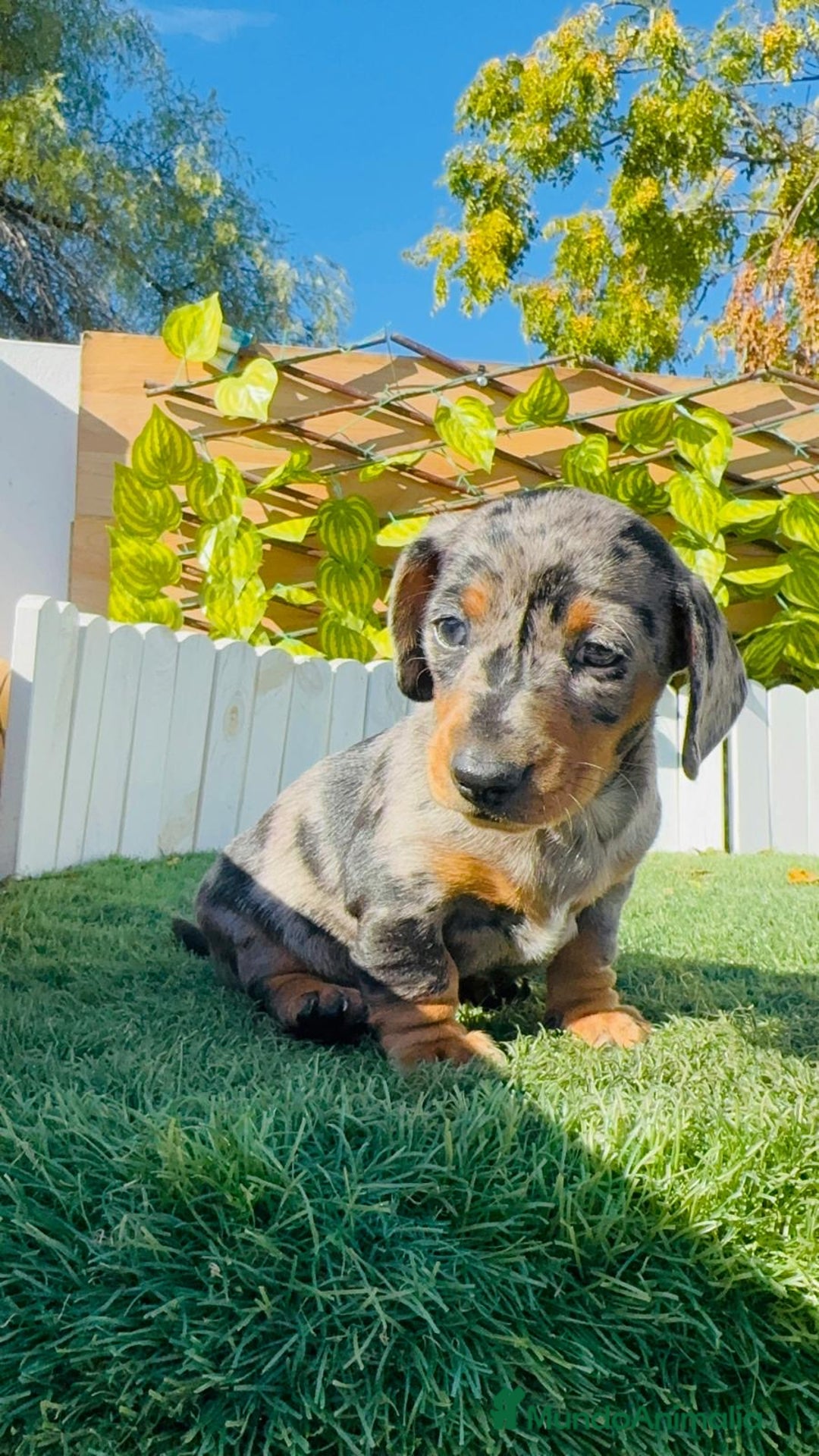 Teckel Miniatura perros en venta: Teckel miniatura hembra - Anuncio 10