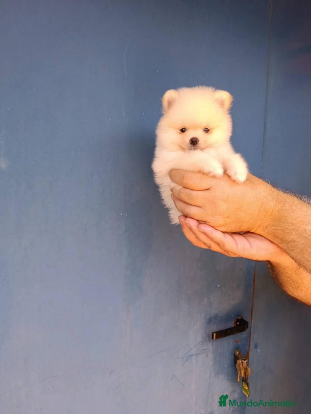 Pomerania perros en venta: Macho  pomerania ositos toy ‼️ - Anuncio 4