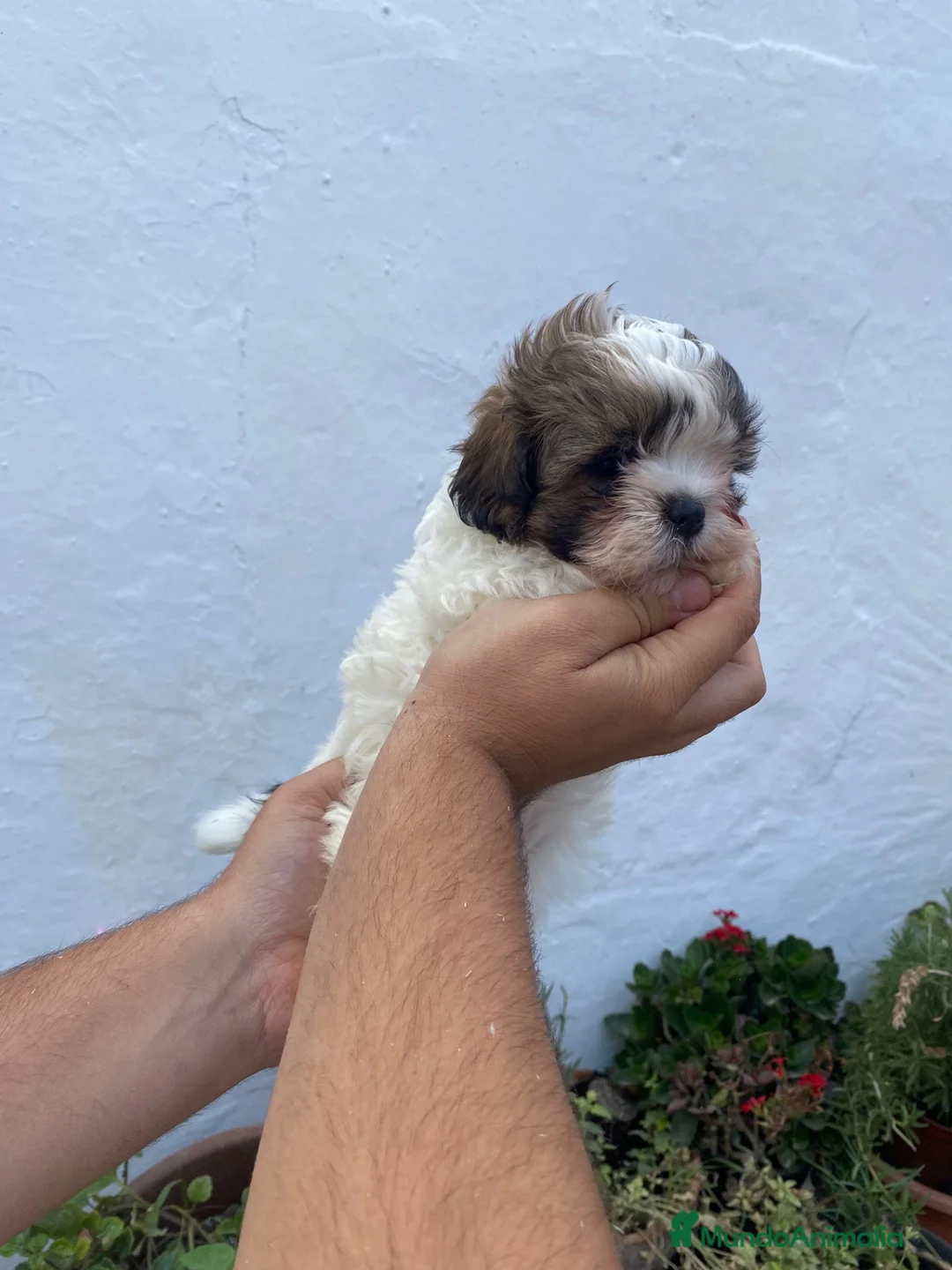 Shih Tzu perros en venta: Cachorros de Shih Tzu - Anuncio 3