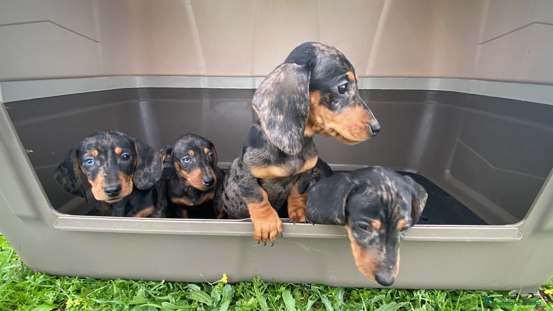 Teckel Miniatura perros en venta: Teckel miniatura arlequín plata  en Madrid - Imagen 3