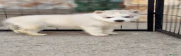 Husky Siberiano perros en venta: Preciosa camada de husky siberiano - Anuncio 2