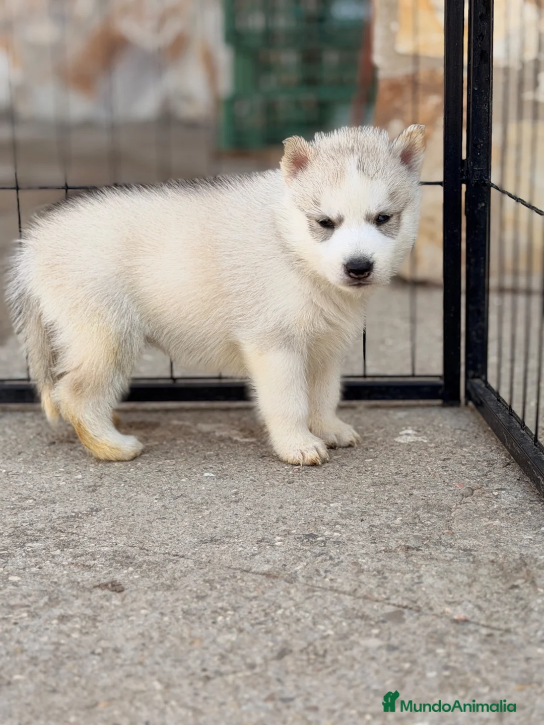 Husky Siberiano perros en venta: Preciosa camada de husky siberiano - Anuncio 2