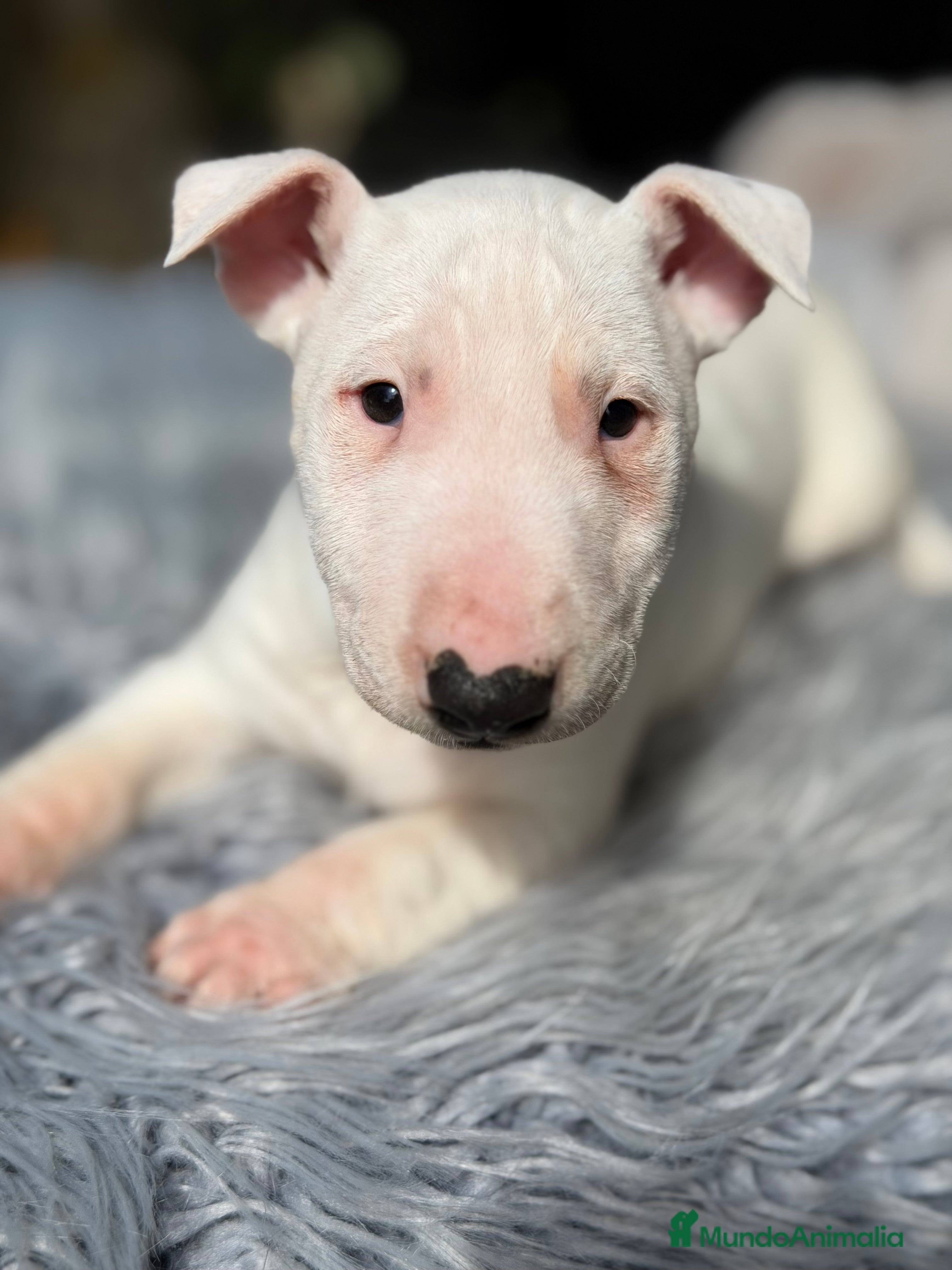 Bull Terrier Miniatura perros Bull terrier mini  - Anuncio 33