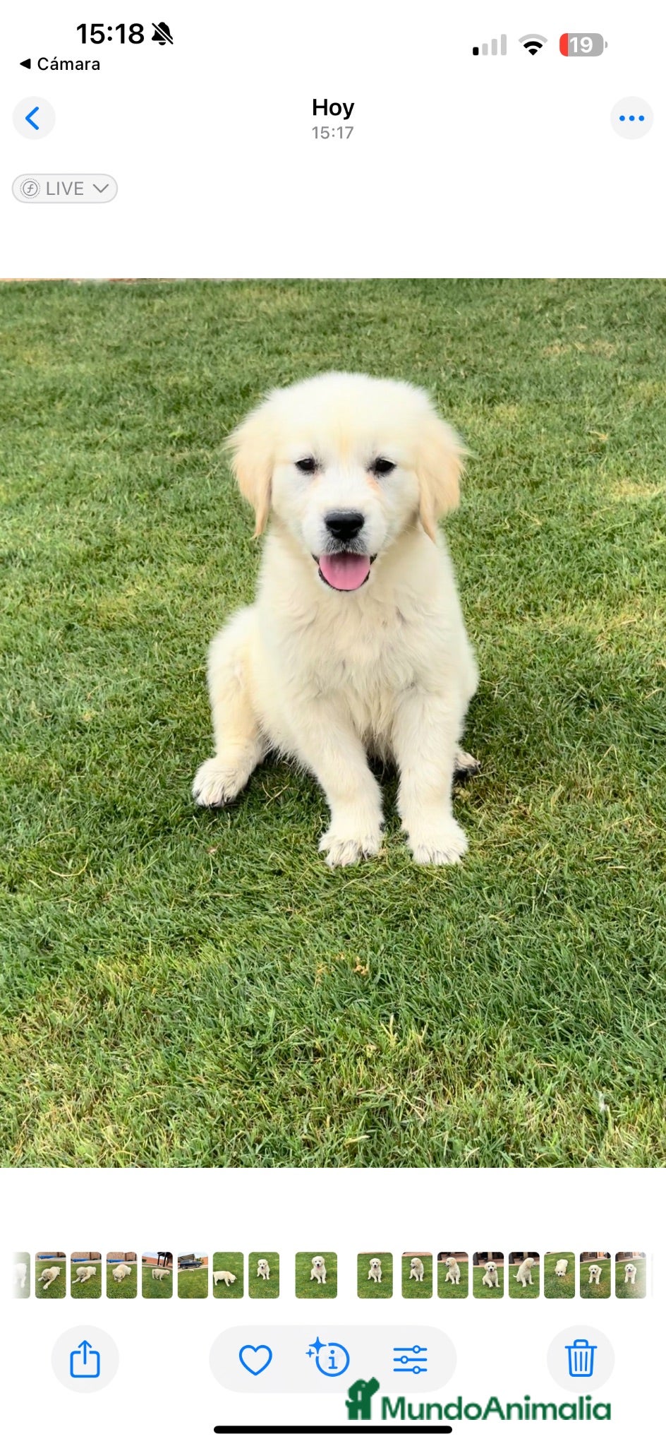 Golden Retriever perros CACHORROS DE GOLDEN RETRIEVER - Anuncio 2