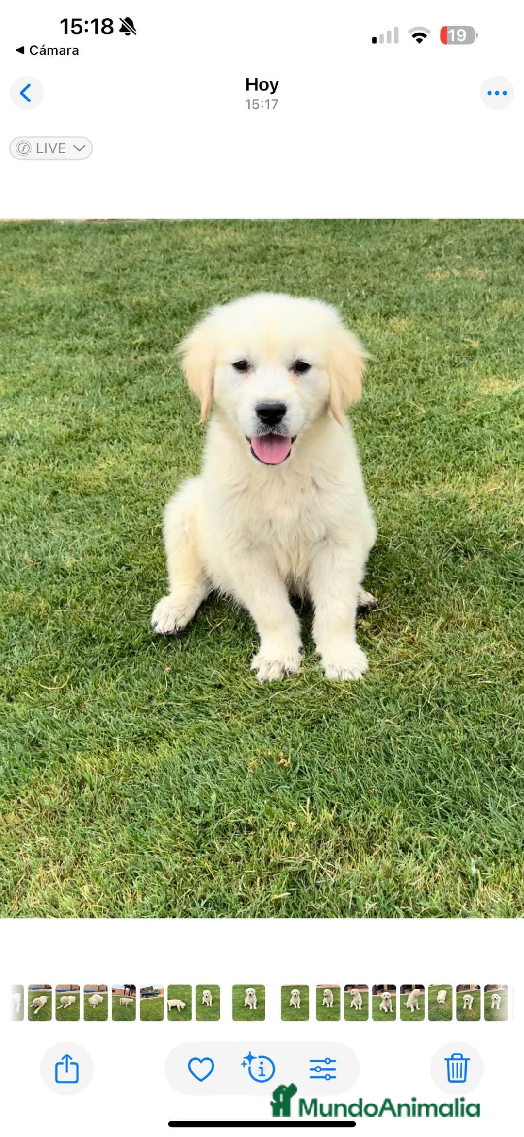 Golden Retriever perros en venta: CACHORROS DE GOLDEN RETRIEVER - Anuncio 1